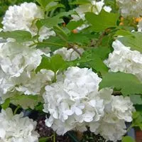 🌿大人の雑談部屋　自然の森🌿
