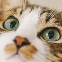 ねこさんず香川大学ねこサークル　2025