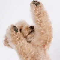 【愛犬との幸せな暮らしを🐾✨】ペット🐶と飼い主さんための情報コミュニティ