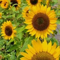 🌿大人の雑談部屋　自然の森🌿