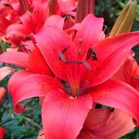 🌺キリモの部屋🌺６０代〜７０代💖🌻🎉🤡