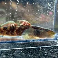 日本淡水魚大好き！！なオープンチャット