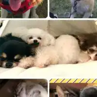 🐈🐕【全国】ペット飼い主様🐇🦜🐾ペットトーク&雑談🐾R４０