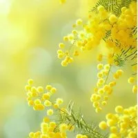 𝓓𝓮𝓪𝓻𝓜𝔂 𝓯𝓻𝓲𝓮𝓷𝓭 🕊𓂃𓈒𓏸︎︎︎︎のんびりおしゃべりℝ𝕠𝕠𝕞🍋大人の雑談🍑30代40代50代🌎全国