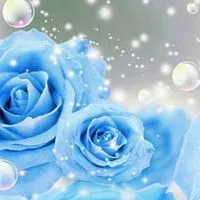 大人の恋バナ、雑談、薔薇🌹
