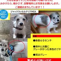 迷い犬フウタ捜索グループ