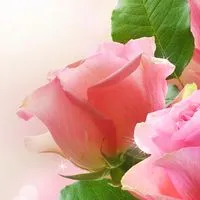 朗読ヒーリング🌹愛(神人さん/大日月地神示/斎藤一人さん/絵本/他)癒しと感謝をお届け致します🌹
