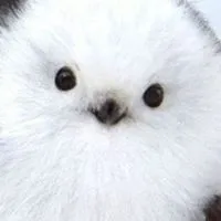 雑談　イケボとカワボファンクラブ