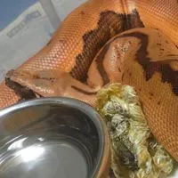 両性類爬虫類のお部屋