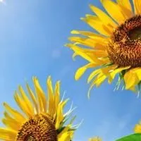 🌻40代R∞M🌻同世代の楽しい雑談🌻アラフォー🌻ライブトーク🌻素敵なオフ会🌻