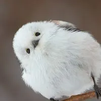 40代～みんなで心和む部屋🐥