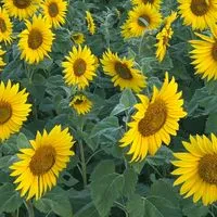 🌻大人のトークで大輪の花を咲かせちゃお〜🌻