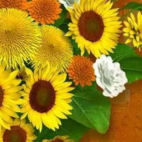 🌈新着🌈新規オープン🌼🌱⋆｡60代70代͛💠還暦🌺✨恋バナ͛💠シニア癒しの空間少人数部屋