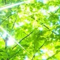 🌳木漏れ日みたいな優しいお部屋🌳