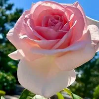 お出かけ神奈川🌹東京散歩、cafe＆花散策