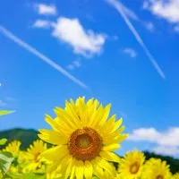 🌈🕊️心の友探し🌿シングル皆さん全員集合🍀🕊️雑談部屋です、🙀🏡40〰.70代宜しくです😉👍️🎶♥️
