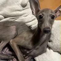名古屋市守山区迷い犬イタグレのギンくん捜索