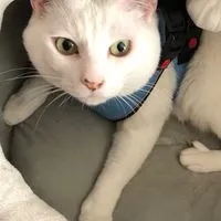 TEMUとSHEINの相互部屋🧡