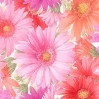 40代 50代の女子会部屋🌸 岡山倉敷福山🌸