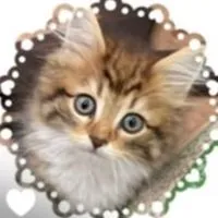 関東限定❗️動物買いたい人と売りたい人（販売業持ち）の情報交換