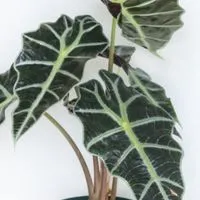 🪴観葉植物に失敗した事あるけど好きな人🪴