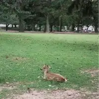 奈良県🦌20〜40代