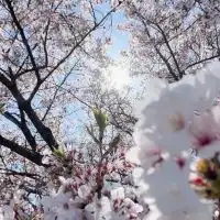 ⛩神社☕️カフェ👟散歩好き集まれ!!!京都社会人サークル