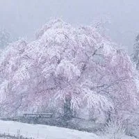 桜雪♡全緩夢ハント
