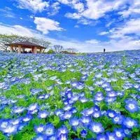 茨城県⭐️50 60 グルメ共有🍽おひとりさまのシングルライフ☘️友達作り