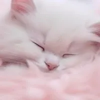 大人の癒し雑談🍒恋バナ🕊𝑳𝒊𝒗𝒆🎙𝒕𝒂𝒍𝒌🎧
