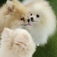 ポメラニアン飼い主さん💝集まれ🐶
