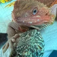 沖縄、爬虫類🦎好きの集い🦎