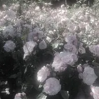 韓国風．雰囲気．エモ画 オプ 𓈒ㅤׂㅤ𐙚 ࣪ 𓈒ㅤׂㅤ