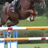 JapanOpen2025年度&TSUMAGOI DRESSAGE 【選手・関係者用】