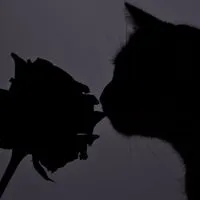 猫耳生えちゃった　¿?　⌒　HQ固定