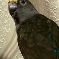 【飼い鳥】遺伝の話、繁殖、発情抑制などお話コミュ