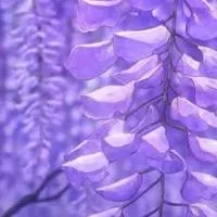 鬼滅の刃￤也  ❃ ⸝⋆ ˎˊ˗　