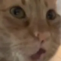 お盛ん組