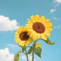 歌い手になりたい方おいでー!(絵師様･MIX師様)(出来れば作詞家)