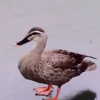 プロスピたいかい