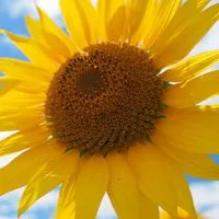 🌻40代R∞M🌻同世代の楽しい雑談🌻ライブトーク🌻アラフォー🌻素敵なオフ会🌻