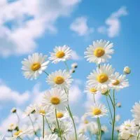 シニア世代🌼仲間と楽しく話そう🌼50代からの癒しの部屋