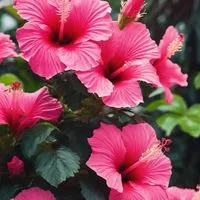 🌺50代R∞M🌺アラフィフ🌺ライブトーク🌺楽しい雑談🌺同世代🌺