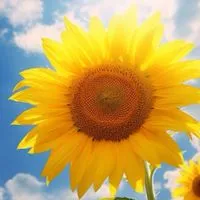 💚50代〜大人🌻雑談からその先へ…💚