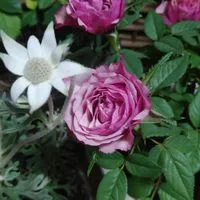 50代女性限定独り言 辛いことなどを呟き、心穏やかに🌿
