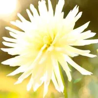 紫陽花談義〜雑談40代50代同世代