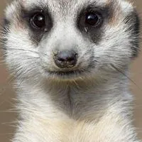 ヒューマンバグ大学について語ろう！