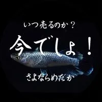 売るなら今でしょ！さよならめだか