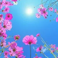 🌼50代～友達作り笑い&ハッピールーム🌼