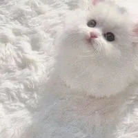 雑談・歌枠しよう！！